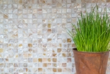 Mosaïque de coquillages beige clair Miroir de fond de cuisine MOS150-SM203_f